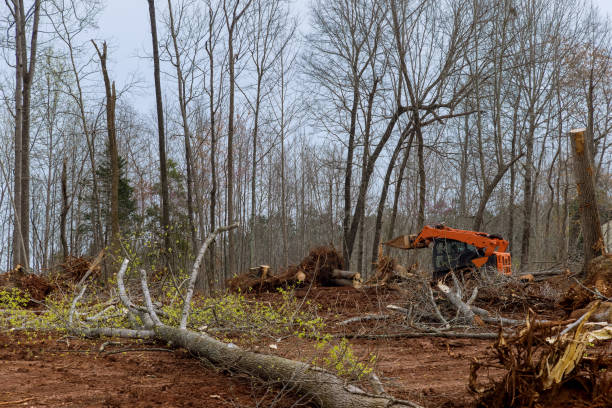 Best Tree Removal  in Lathrup Village, MI